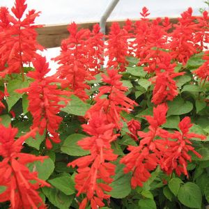 Salvia Flats